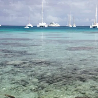 Shark swimming near a clear, shallow shoreline with sailboats anchored in the distance.