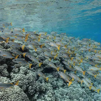 School of fish swimming over a coral reef in clear blue water.
