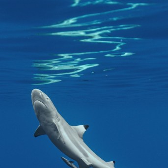 Shark swimming in clear blue water with sunlight reflections on the surface.