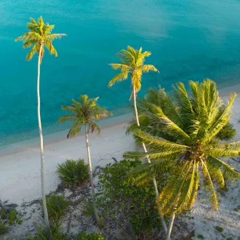 Aerial view of a tropical beach with palm trees and turquoise water.