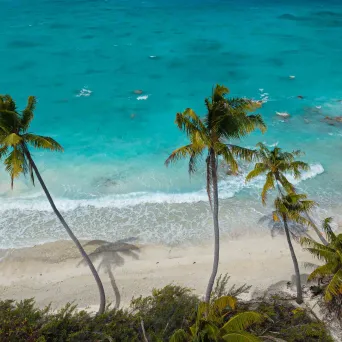Palm trees on a sandy beach with turquoise ocean waves.