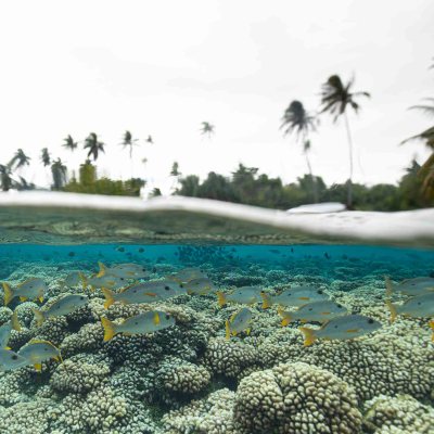 Half underwater view of tropical fish and coral with palm trees above.