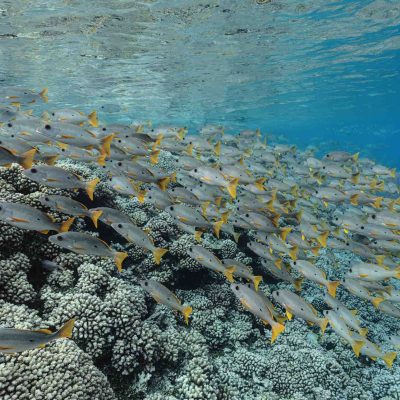 School of fish swimming over coral reef in clear blue water.