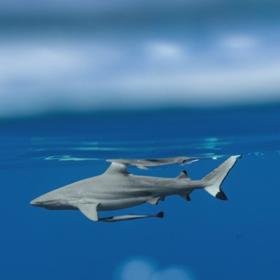 Shark calmly swimming near the ocean surface with deep blue water.
