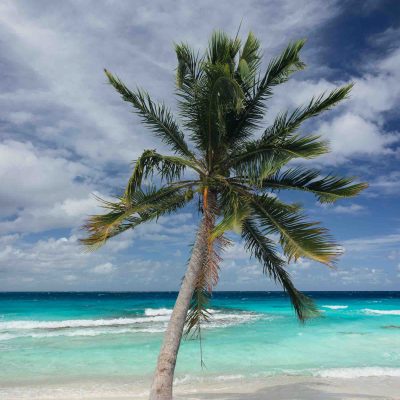 A lone palm tree on a sandy beach with turquoise ocean and cloudy sky in the background.