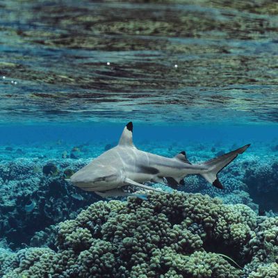 Shark swimming over coral reef near ocean surface.