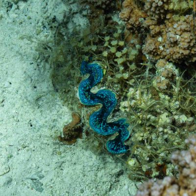 A vibrant blue clam embedded in coral reef underwater.