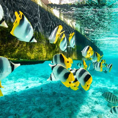 Colorful fish swimming near underwater pier in clear blue water.