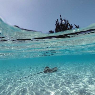 Stingray swimming under clear blue water with distant coral in the background.