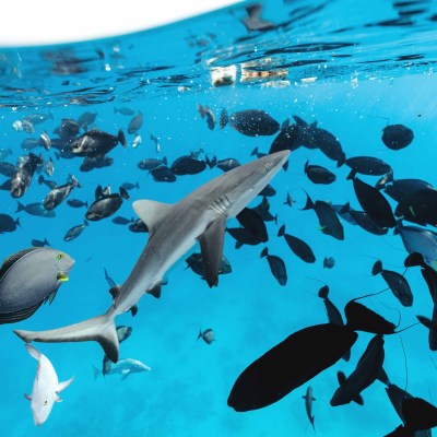 Underwater scene with a shark and various fish swimming in clear blue water.