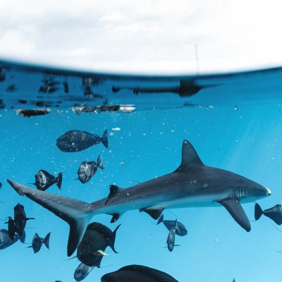 Underwater view with various fish and a shark swimming in clear blue water.