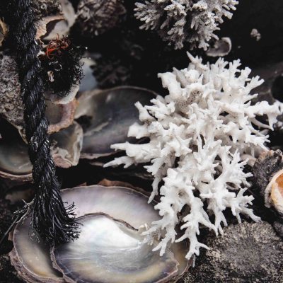 Close-up of various sea corals and shells, including white branching coral and dark seashells.