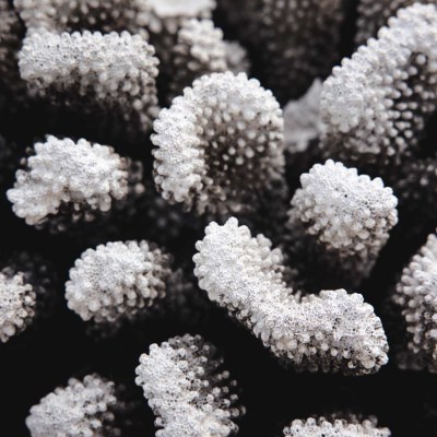 Close-up of textured, branched coral structure in grayscale.