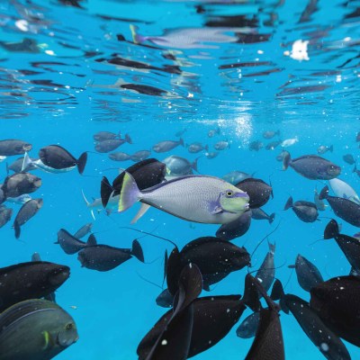 School of fish swimming underwater with reflections on the surface.
