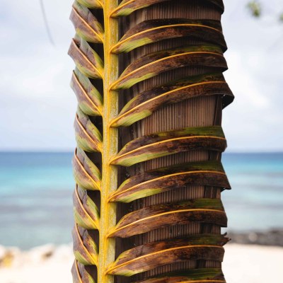 Close-up of palm tree trunk with ocean in the background.